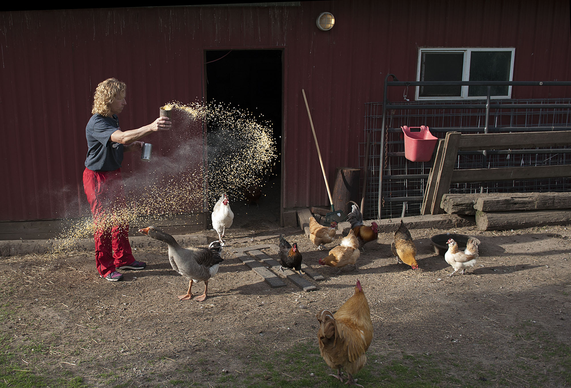 Julia Griffith feeds some of her feathered friends before the family sits down to dinner Thursday evening, April 21, 2016 in Ridgefield. (Amanda Cowan/The Columbian)